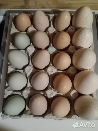 Яйца инкубационные индейка,цесарка,несушка
