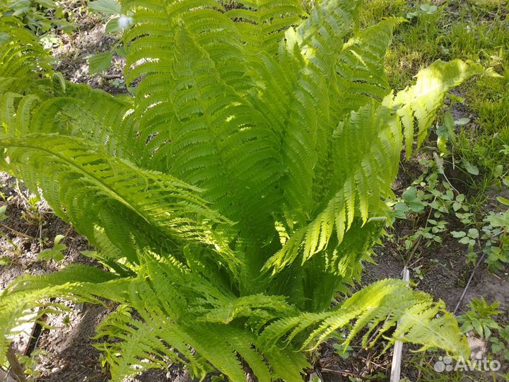 Садовые растения