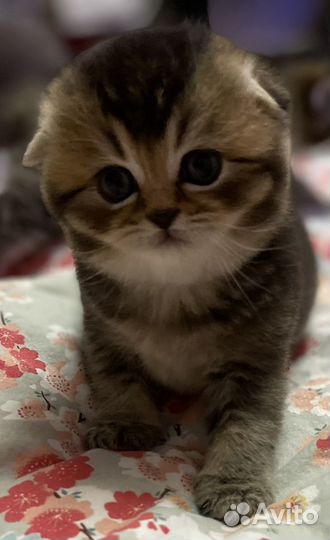 Шотландский кот вязка