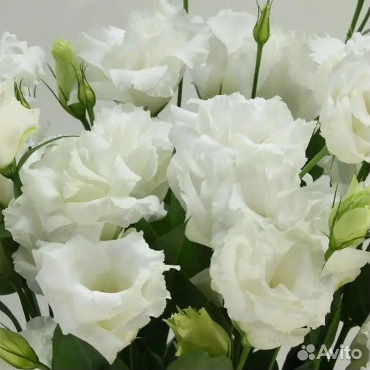 Продам рассаду эустомы/калибрахоа/петунии