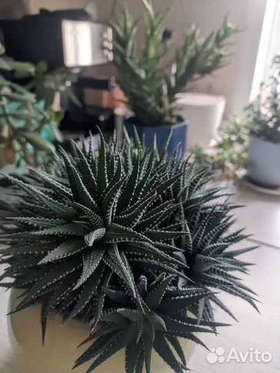 Суккуленты