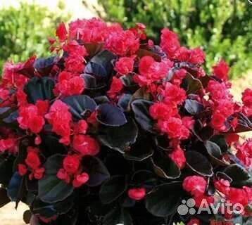 Бегония вечноцветущая