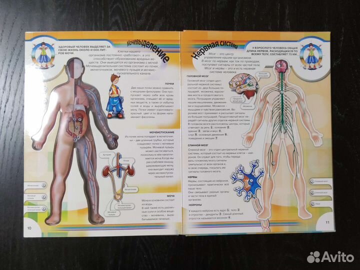 Тело человека энциклопедия с окошками детская
