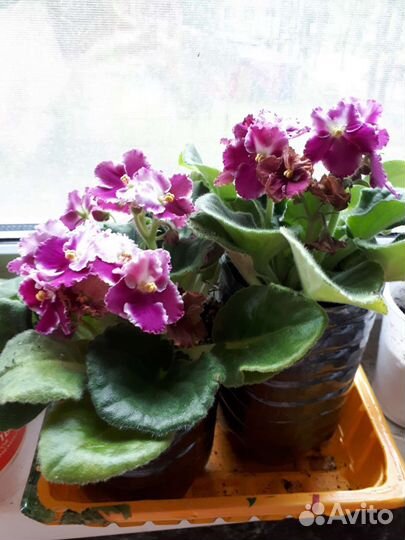 Цветущие фиалки