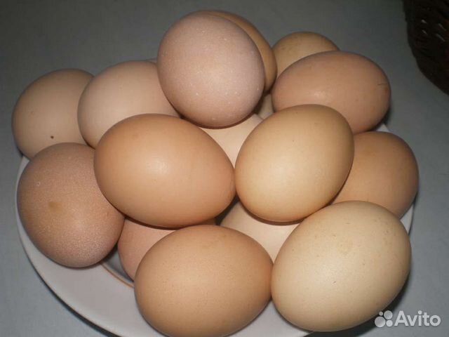 Купить яйца брама. Яйца кур Брама. Яйцо инкубационное Брама. Курица Брама яйца. Инкубационное яйцо Орпингтон.