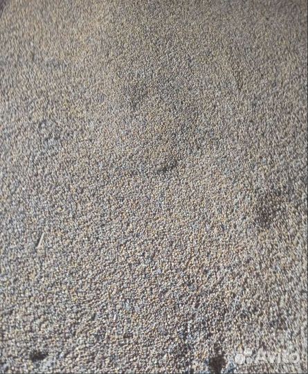 Рожь яровая, Кормовой овёс на корм/посев