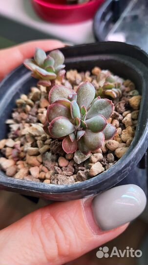 Эхеверия Трампет Пинки