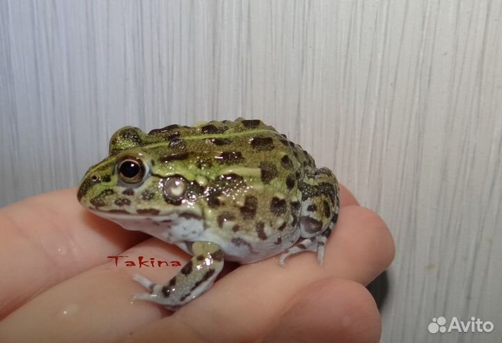 Лягушка водонос Pyxicephalus adspersus