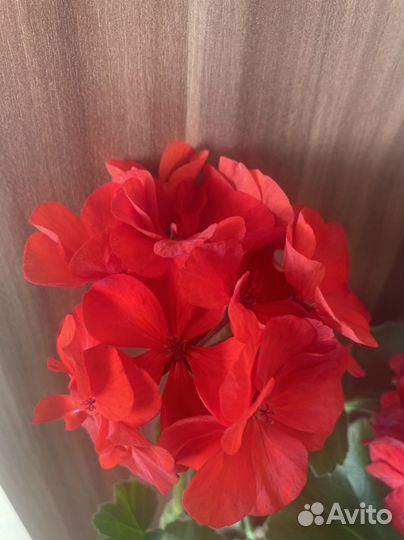 Герань пеларгония