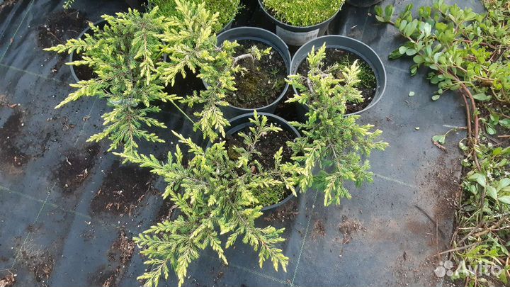 Можжевельник обыкновенный 