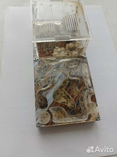 Муравьиная ферма / формикарий, с семьей и маткой