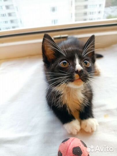 Котёнок, 2 месяца