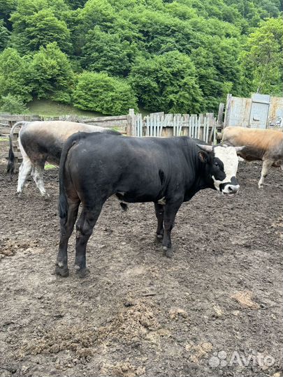 Бычки на мясо на племя на откорм