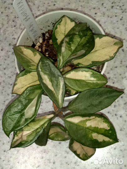 Хойи разные сортовые