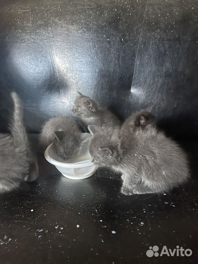 Отдам котят в хорошие руки