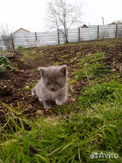 Отдам кота в добрые руки