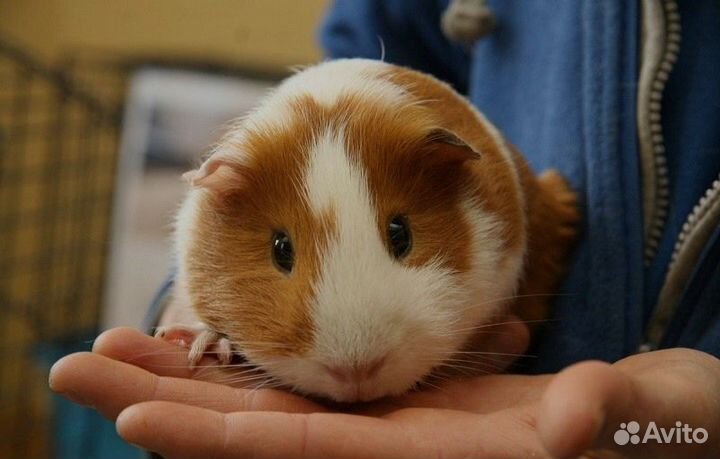 Морская свинка Гладкошерстная