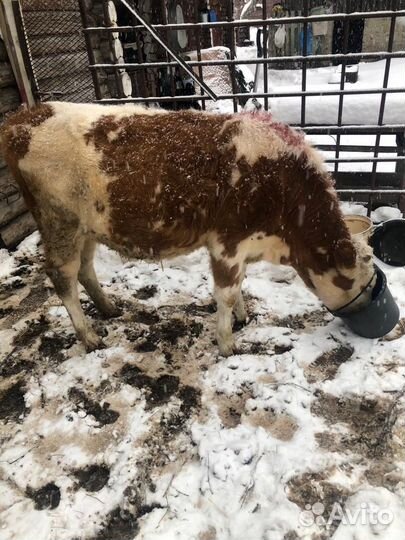 Быки и телки