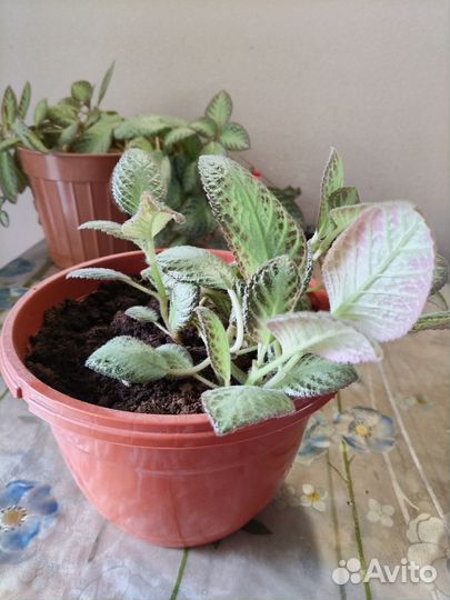 Эписция ползучая