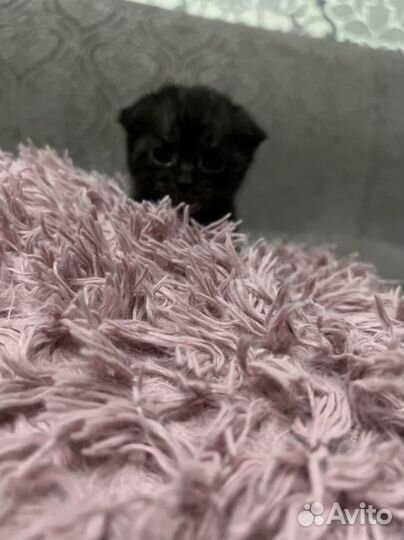 Кошка шиншилла