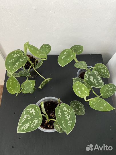 Сциндапсус пиктус,сильвер энн,эпипремнум