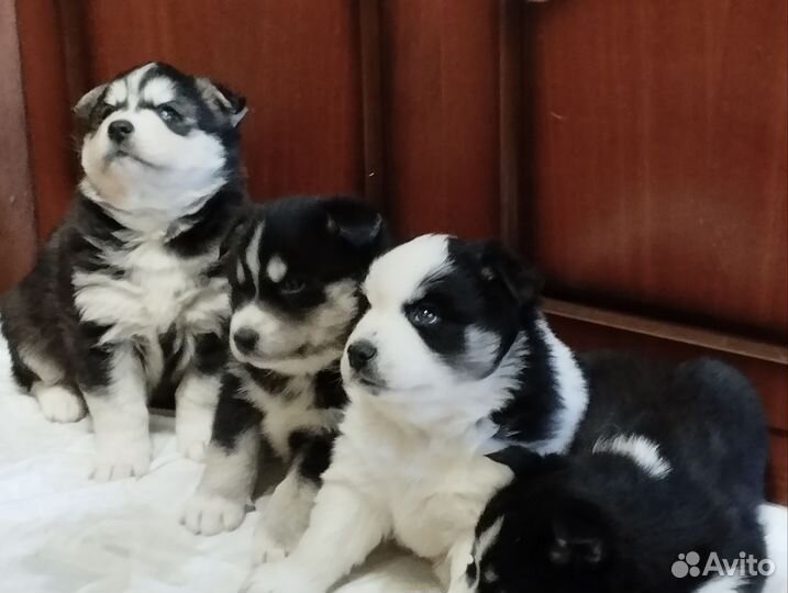 Щенки хаски