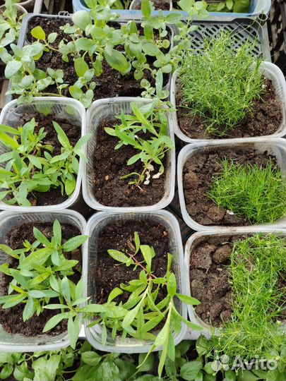 Рассада цветов