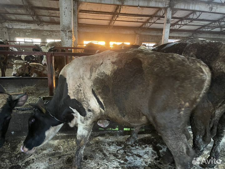 Быки на мясо