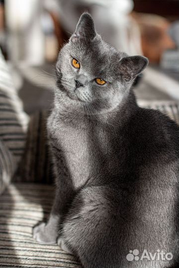 Британский кот вязка