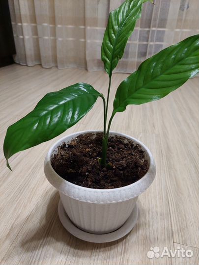 Спатифиллум сенсация вариегатная