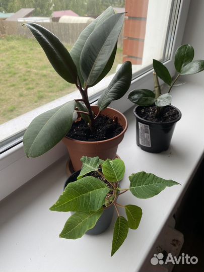 Фикус, пуансеттия, замиокулькас