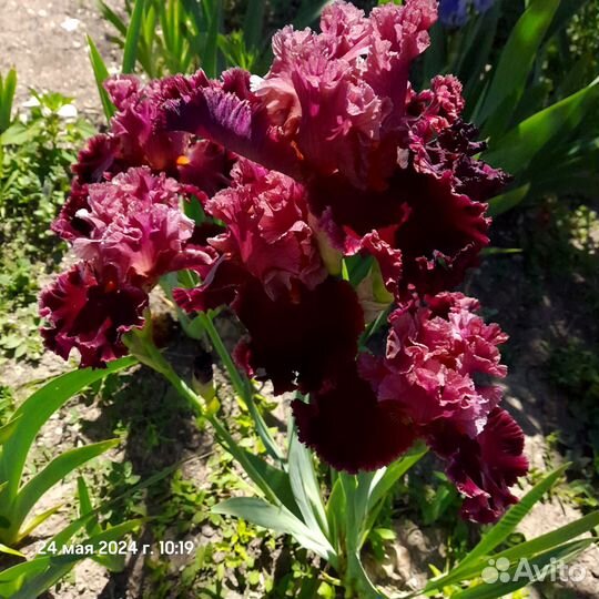 Ирис бородатый