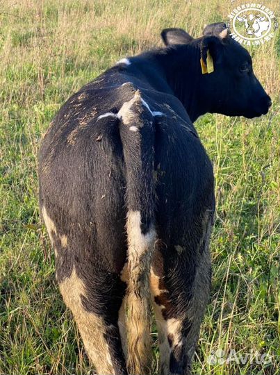 Телята Бычки