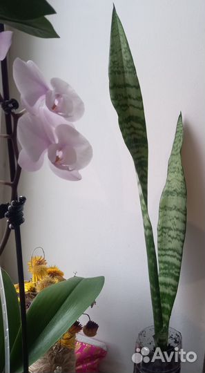 Сансевиерия (Тёщин язык)