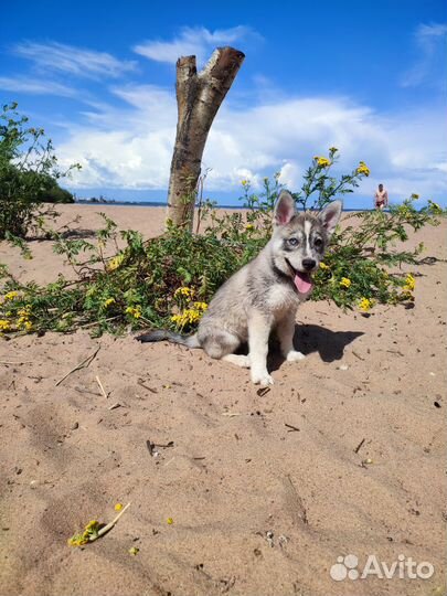 Сибирский хаски