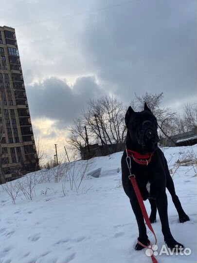 Собака Для фотосессии