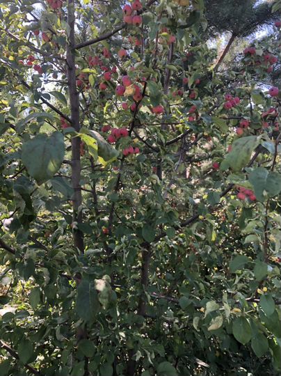 Участок 6 сот. (ИЖС)