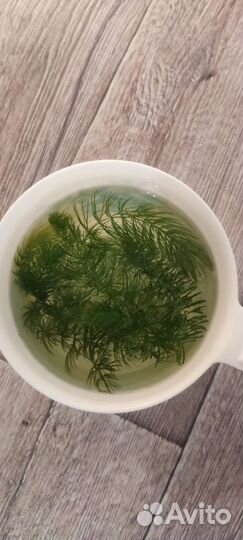 Роголистник