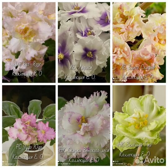 Сортовые фиалки