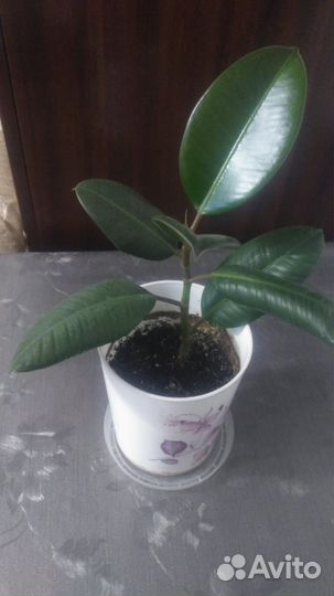 Фикус Эластика Робуста