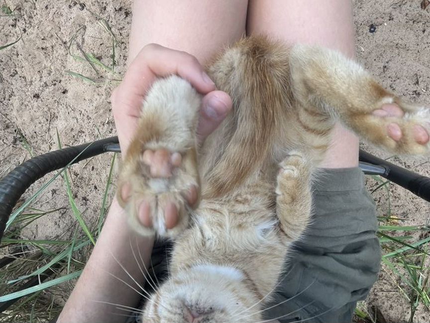 Котенок,девочка,2-3 месяца,кличка вилка