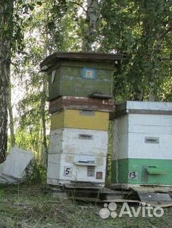 Ульи с пчелами, всесте с корпусами