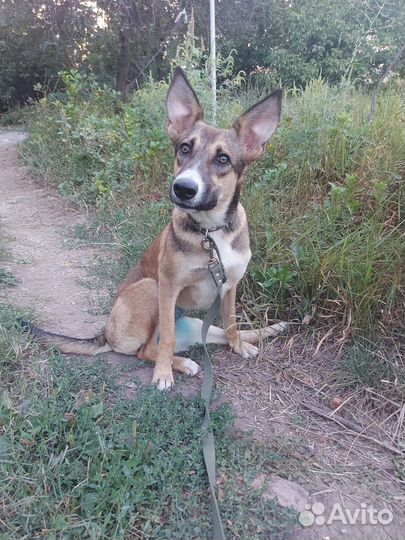 Собака в добрые ручки