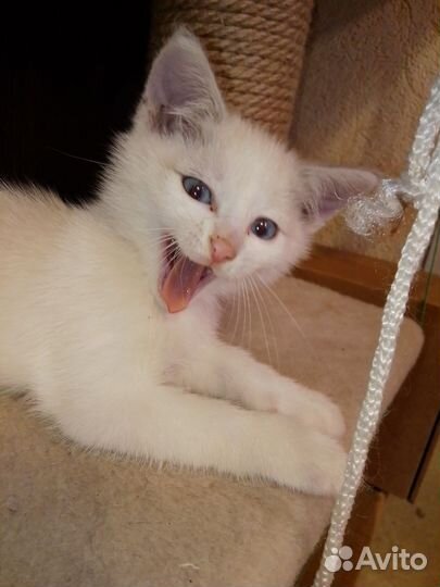 Котенок