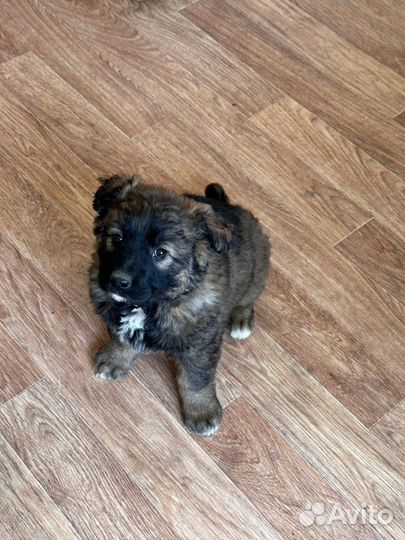 Щенок овчарки