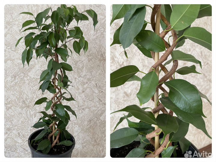 Фикусы Бенджамина (эксклюзив)