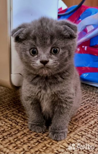 Шотландская вислоухая кошка