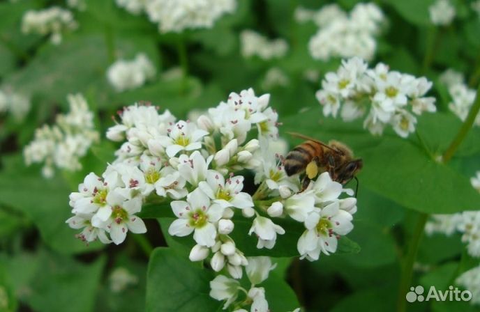 Мед 2024 года из Алтая оптом