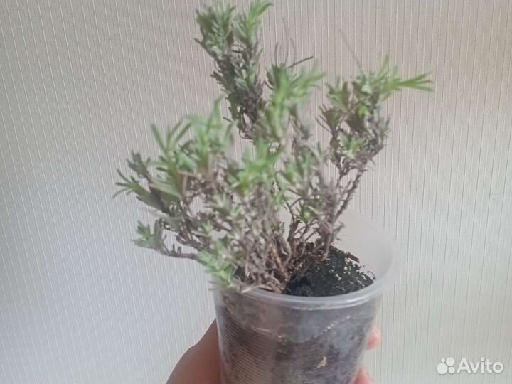 Лаванда в грунте