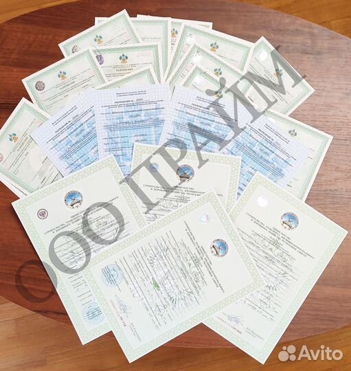 Лицензии на такси без ип и ооо